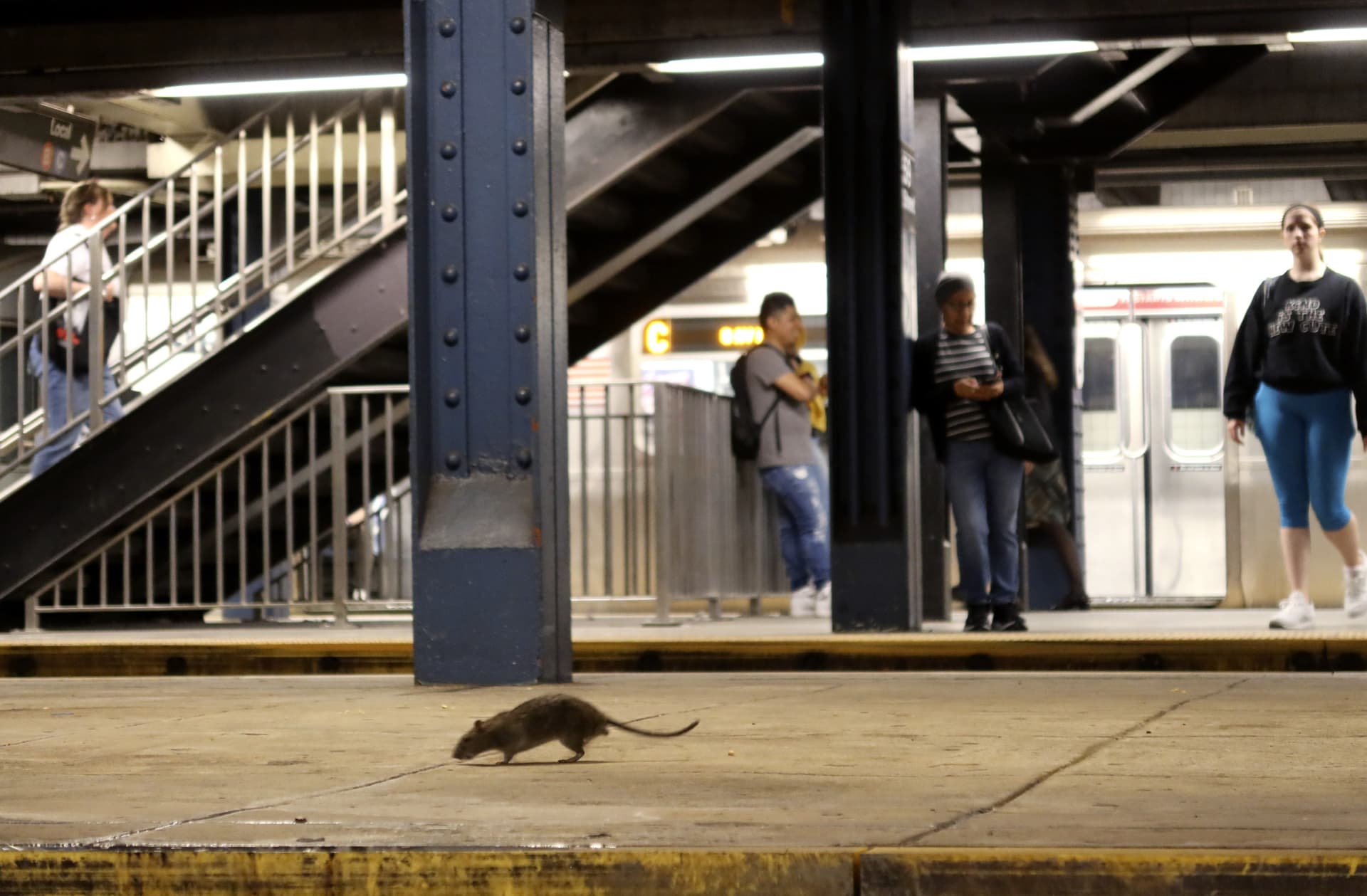 NYC Rats Get Free Birth Control,  Outpacing Women's Access in Some States