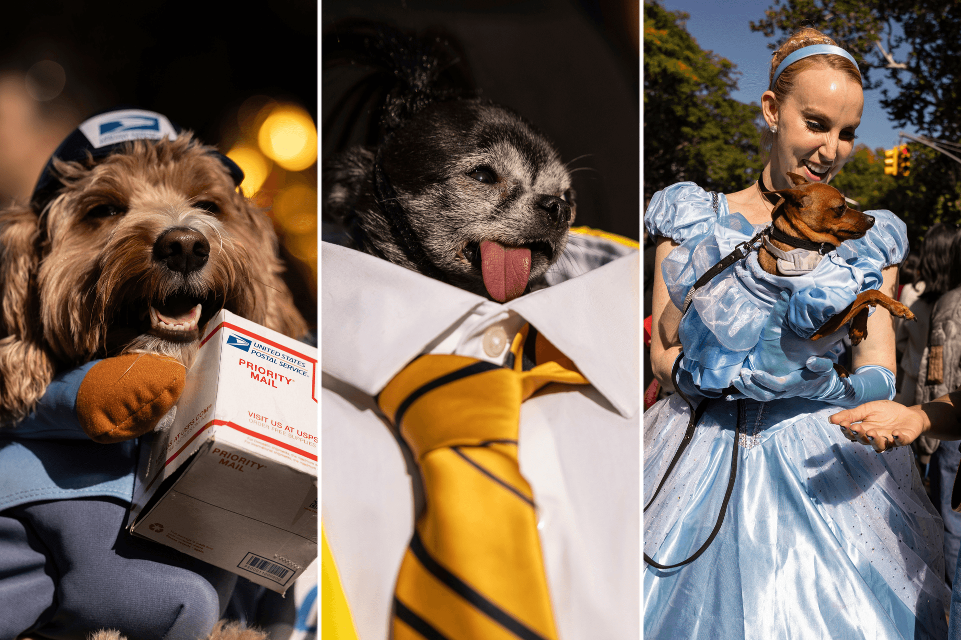 NYC's Most Paw-some Halloween Costumes: Dog Parade Highlights