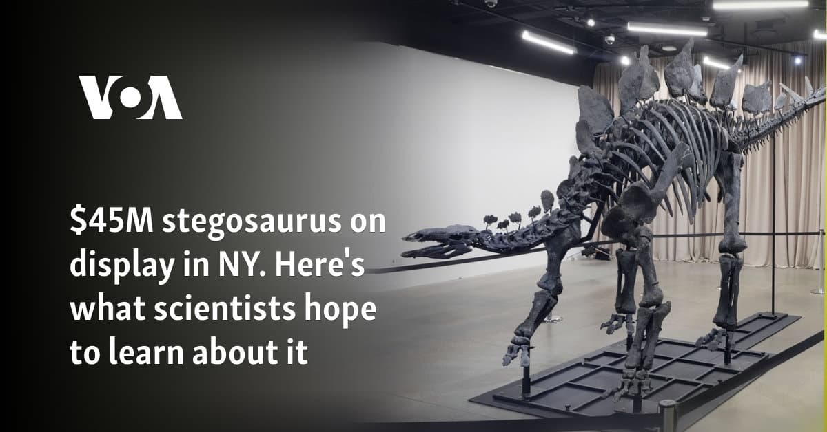 NYC Museum Unveils $45M Apex Stegosaurus: A Scientific Treasure