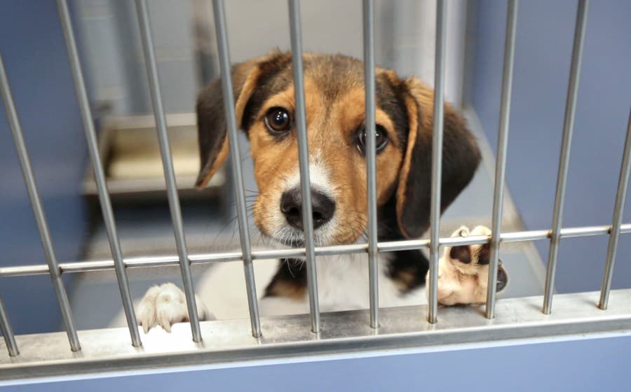 NYC Bans Sale of Dogs, Cats, and Rabbits in Pet Stores: New Law Takes Effect