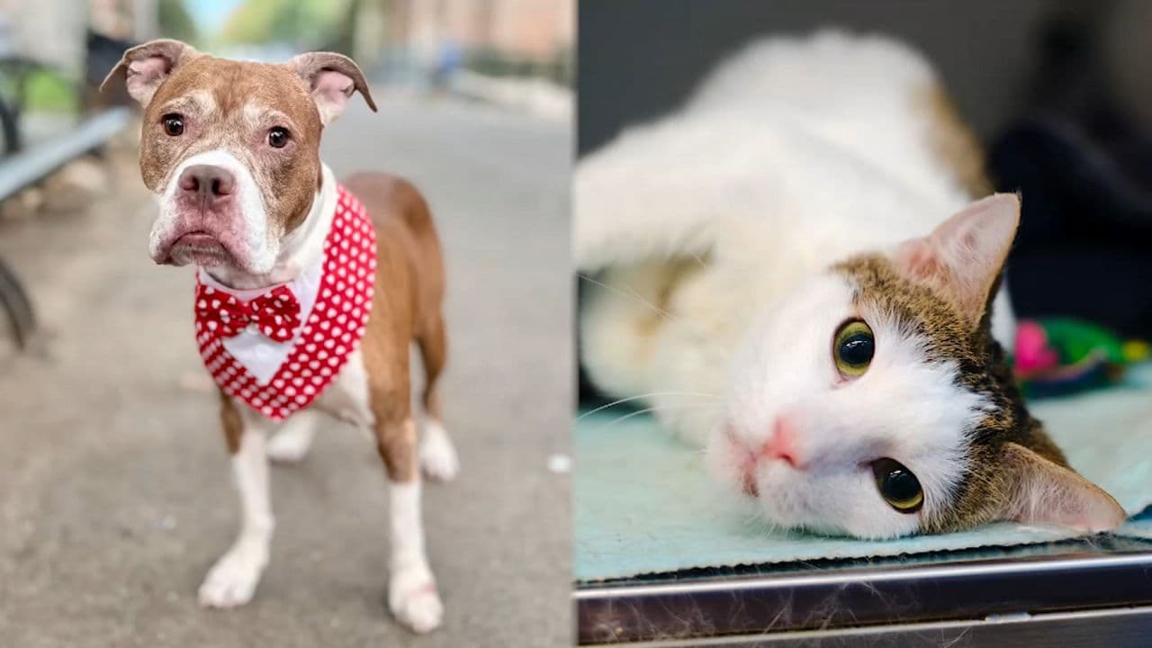 Meet Pop & Moe: The Adorable Pets Ready to Steal Your Heart Today
