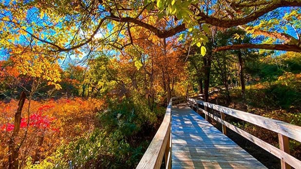 A platform walkway surrounded by beautiful fall foliage at Mashomack Preserve