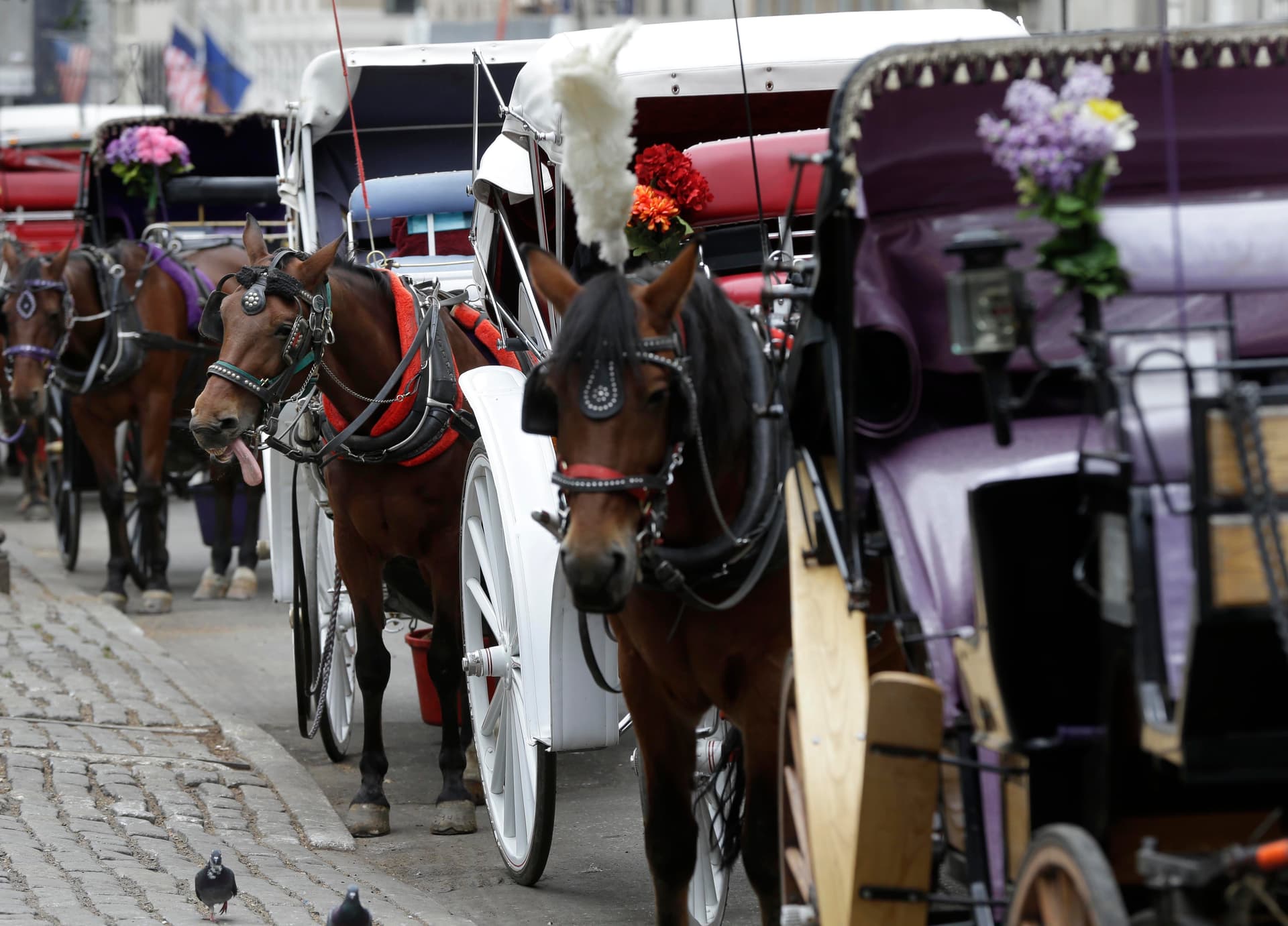 Horse-drawn carriage in Central Park