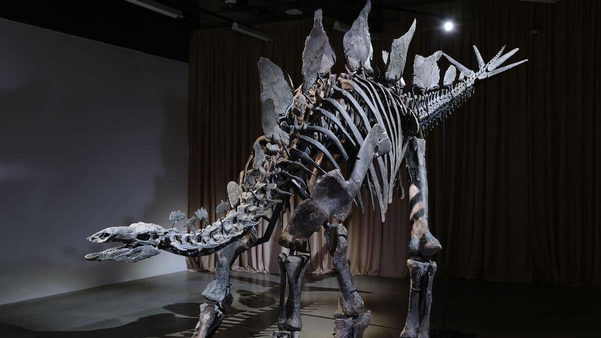 NYC Museum Unveils $44 Million Apex Stegosaurus: A Prehistoric Giant!