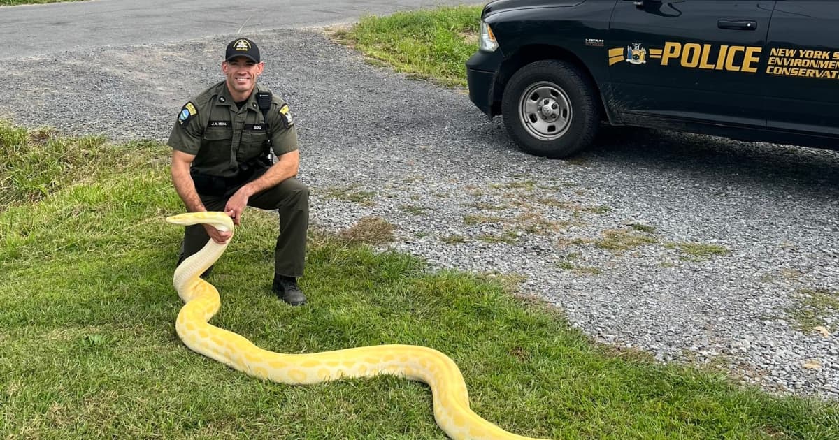 13-Foot Python Seized from New York Home: Owner Overwhelmed by Snake's Growth