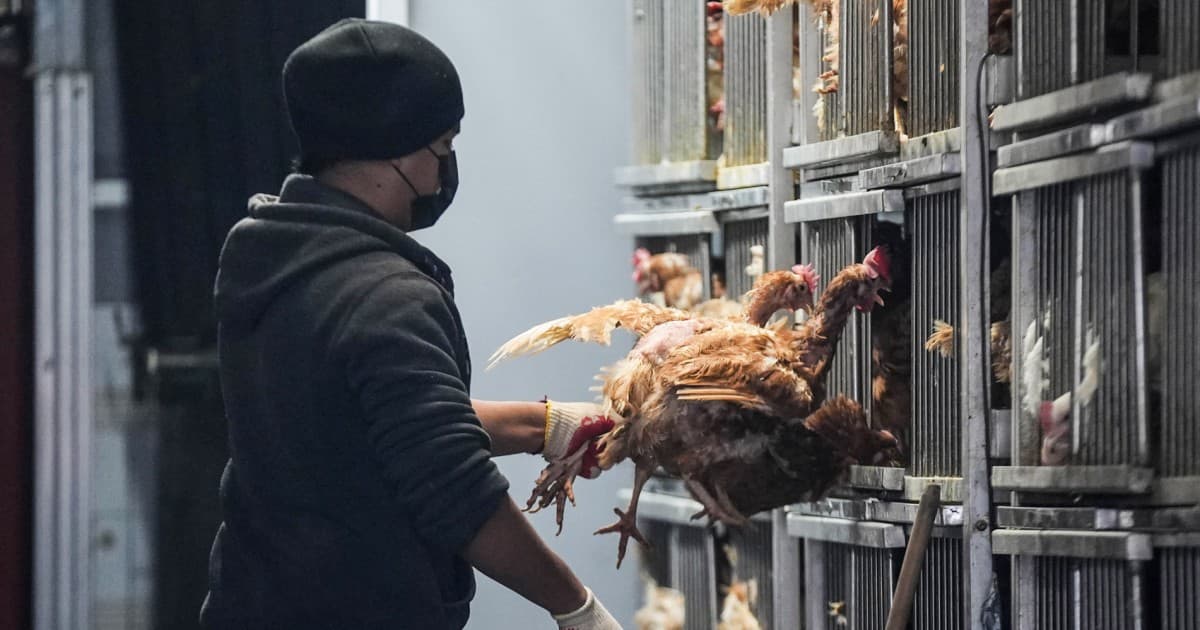 NYC Live Poultry Markets Temporarily Shut Down Due to Bird Flu Outbreak