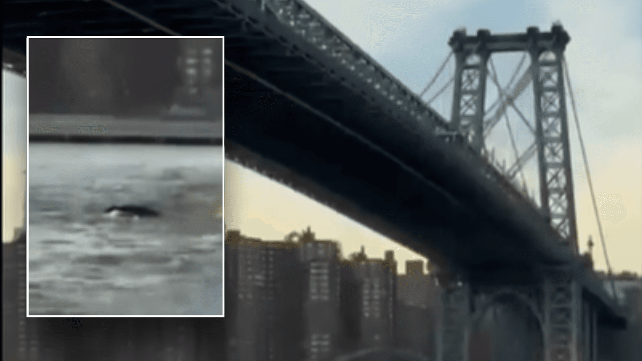 Jaw-Dropping! Whale Spotted Swimming Under the Brooklyn Bridge!