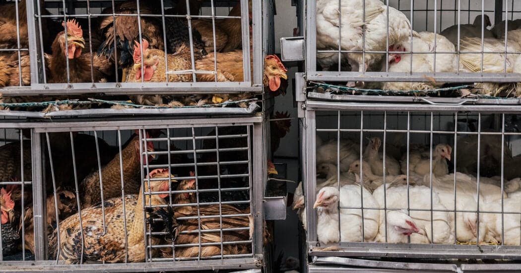 NYC Pet Cats Die from Bird Flu: What You Need to Know