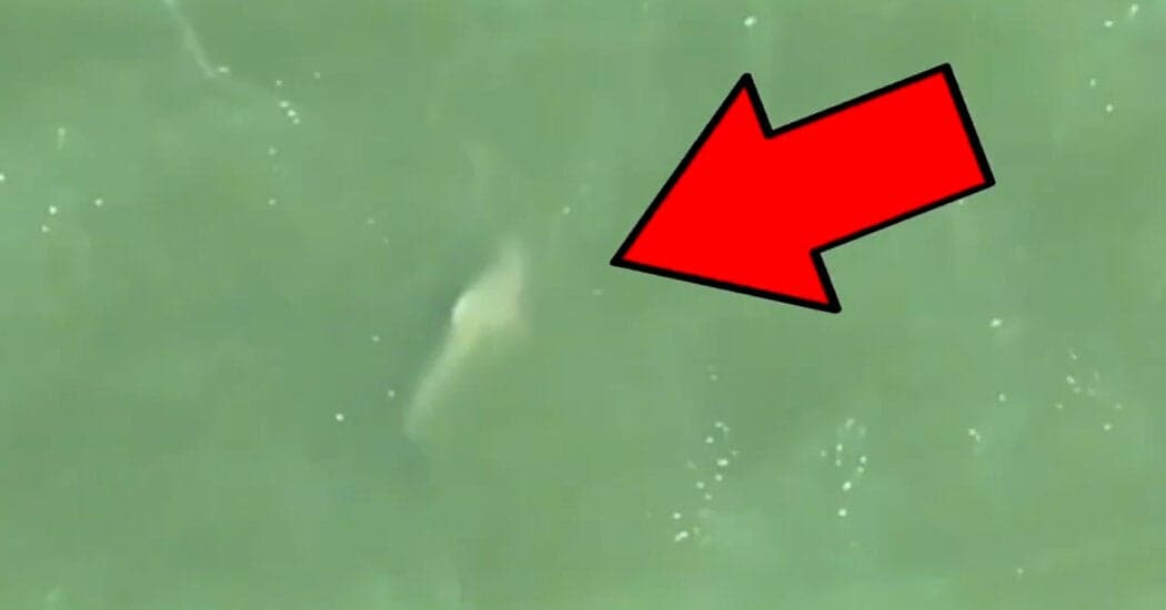 Shark Sightings Shut Down NYC Beaches: Drone Technology Plays a Role